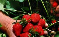 如何在家庭花园中种植草莓地