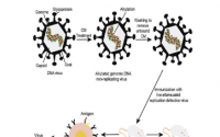 科学家研制出对抗DNA病毒的DNA病毒疫苗