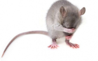 发现患有自闭症样FXS的裸盖菇素微剂量大鼠可改善症状