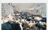用于牲畜的兽用抗生素会影响土壤碳和气候