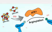 酶ATE1在细胞应激反应中发挥作用为新的治疗靶点打开大门