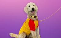 Purina Beggin' Dog Treats以Sizzlin限量版狗及其人类系列庆祝其经典广告