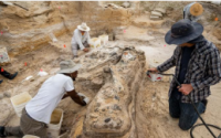 古生物学家在北佛罗里达州发现大象墓地
