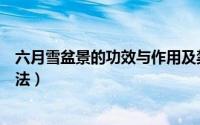 六月雪盆景的功效与作用及禁忌（六月雪盆景的室外养殖方法）