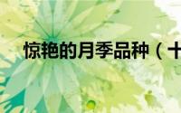 惊艳的月季品种（十大高颜值月季品种）