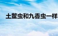 土鳖虫和九香虫一样吗（tbc火箭靴属性）