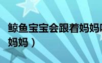 鲸鱼宝宝会跟着妈妈吗（鲸鱼宝宝多大会离开妈妈）