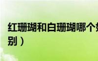 红珊瑚和白珊瑚哪个好（红珊瑚和白珊瑚的区别）