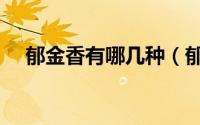 郁金香有哪几种（郁金香有哪几种颜色）