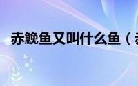 赤鮸鱼又叫什么鱼（赤魟鱼怎么去除毒腺）