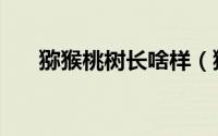 猕猴桃树长啥样（猕猴桃树冠有多大）