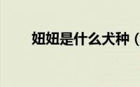 妞妞是什么犬种（神犬妞妞几岁了）