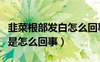 韭菜根部发白怎么回事（韭菜根部有蓝色染料是怎么回事）