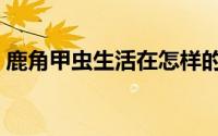 鹿角甲虫生活在怎样的环境（鹿甲虫的资料）