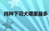 纯种下司犬哪里最多（纯种下司犬的特点）