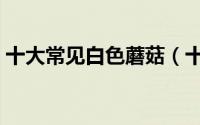 十大常见白色蘑菇（十大常见白色蘑菇品种）
