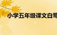 小学五年级课文白鹭（白鹭五年级课文）