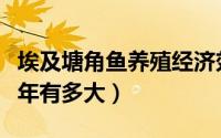 埃及塘角鱼养殖经济效益多大（埃及塘角鱼一年有多大）