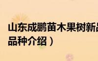 山东成鹏苗木果树新品种介绍（红寒富苹果新品种介绍）