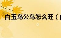 白玉鸟公鸟怎么旺（白玉鸟如何分辩公母）