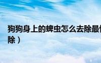 狗狗身上的蜱虫怎么去除最快方法（狗狗身上的蜱虫怎么去除）