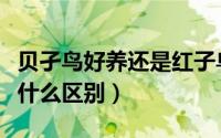 贝孑鸟好养还是红子鸟好养（红子鸟和贝子有什么区别）