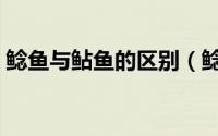 鲶鱼与鲇鱼的区别（鲶鱼和鲇鱼有什么区别）