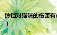 铃铛对猫咪的伤害有多大（猫咪铃铛可以摸吗）