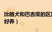 比格犬和巴吉度的区别（巴吉度和比格犬哪个好养）