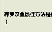 养罗汉鱼最佳方法是什么（养罗汉鱼最佳方法）