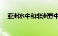 亚洲水牛和非洲野牛（亚洲野水牛分布）