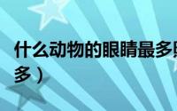 什么动物的眼睛最多照片（什么动物的眼睛最多）