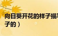 向日葵开花的样子描写（向日葵的根是什么样子的）