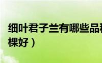 细叶君子兰有哪些品种（细叶君子兰一盆栽几棵好）