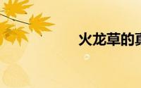 火龙草的真实植物图