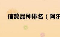 信鸽品种排名（阿尔塞信鸽是什么品种）