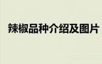 辣椒品种介绍及图片（天府菜油品种介绍）