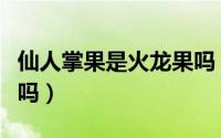 仙人掌果是火龙果吗（仙人掌可以嫁接火龙果吗）