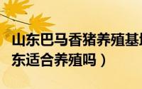 山东巴马香猪养殖基地在哪里（巴马香猪在山东适合养殖吗）