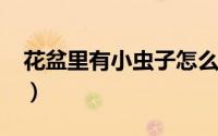 花盆里有小虫子怎么办?（花盆里有小虫原因）