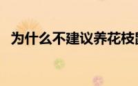 为什么不建议养花枝鼠（花枝鼠能活多久）