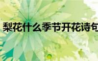 梨花什么季节开花诗句（梨花什么季节开花）