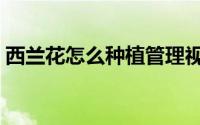 西兰花怎么种植管理视频（西兰花怎么种植）
