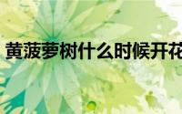 黄菠萝树什么时候开花（黄菠萝树几月落叶）
