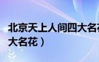北京天上人间四大名花是谁（北京天上人间四大名花）
