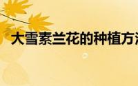 大雪素兰花的种植方法（兰花的种植方法）