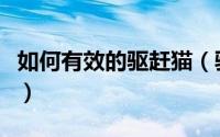 如何有效的驱赶猫（驱赶猫最简单实用的办法）