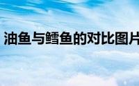 油鱼与鳕鱼的对比图片（油鱼与鳕鱼的区别）