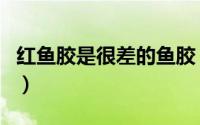 红鱼胶是很差的鱼胶（红鱼胶是很差的鱼胶吗）