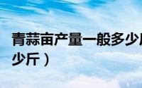青蒜亩产量一般多少斤（青蒜种植亩种子要多少斤）